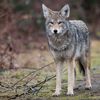 Coyote Wandering Manhattan Streets Finally Captured Near Chelsea Piers